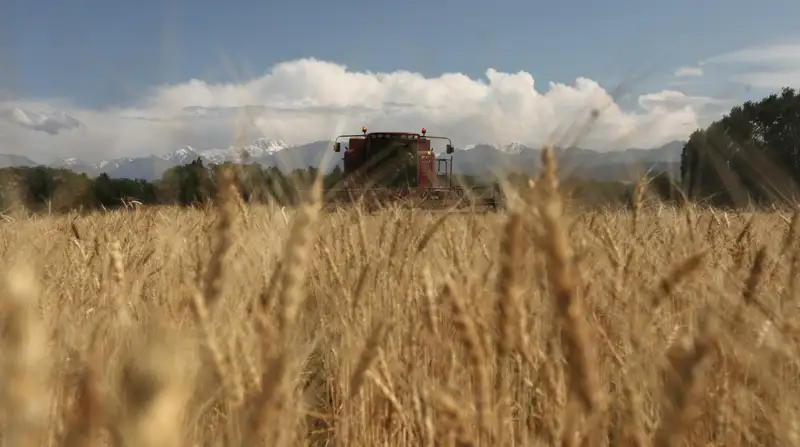 В Казахстане продлят запрет на ввоз пшеницы до конца года