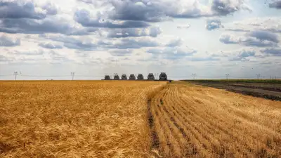 Зерно, пшеница, посев, сельское хозяйство, сельхозтехника, комбайнеры 