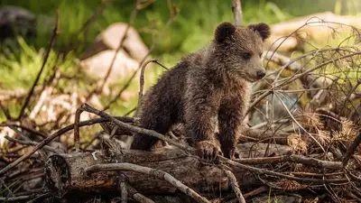 Лес, фото - Новости Zakon.kz от 20.05.2024 07:46
