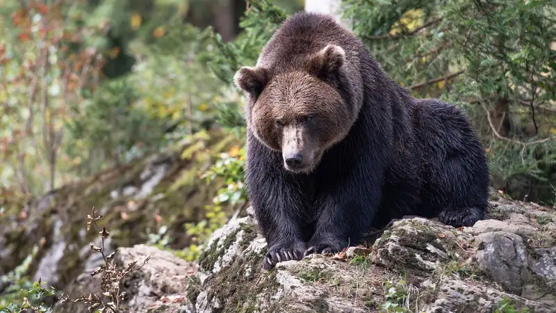 Медведя из зоопарка Алматы переселили на новое место