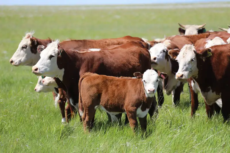 В Казахстане утвердили правила для профилактики и борьбы со злокачественным отеком у животных