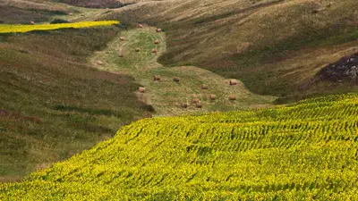 Поле, пастбище, сено, сельское хозяйство , фото - Новости Zakon.kz от 27.06.2024 16:40