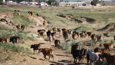 Скотоводство, скот, пасущийся скот вдоль дороги, коровы, сельское хозяйство 
