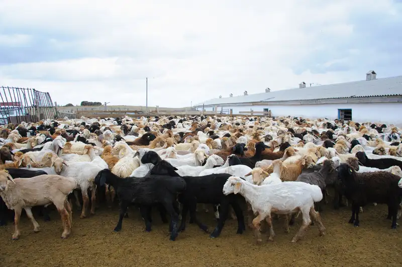В Казахстане продлили ограничения на вывоз бычков, овец и коз