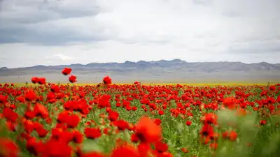 В Казнете появились фотографии маковых полей Жетысуской области, фото - Новости Zakon.kz от 20.05.2024 13:22