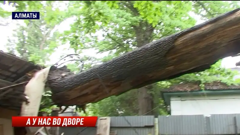 Огромный дуб рухнул на крышу частного жилого дома в Алматы