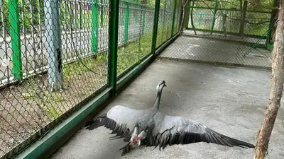 журавлю сделали операцию, фото - Новости Zakon.kz от 21.05.2024 20:41