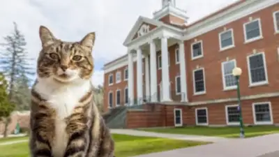 американский кот получил степень доктора литературы