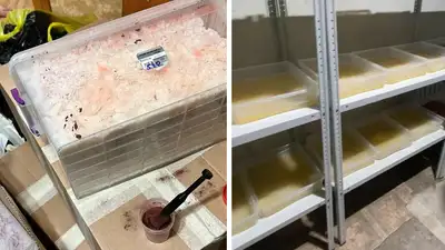 Спецоперации КНБ в Павлодаре: изъято более 170 килограммов мефедрона, фото - Новости Zakon.kz от 21.05.2024 09:24