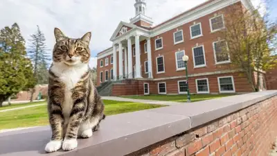 Американскому коту присвоили почетную степень доктора литературы