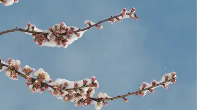 Снег, град и туман – прогноз погоды в Казахстане на 23 мая, фото - Новости Zakon.kz от 22.05.2024 17:56