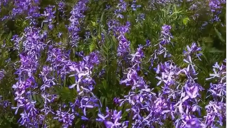 Сиреневой красотой восхитил Казнет алматинский фотограф