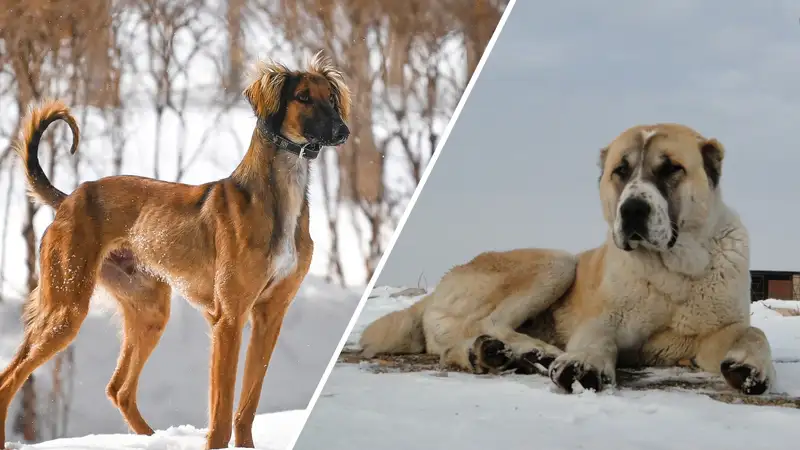 Тазы и Тобет: Что мешает разведению национальных пород собак и как спасти их от исчезновения