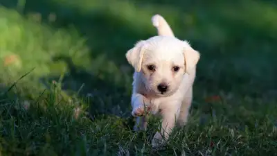 В Атырау задержан живодер, истязавший щенка на глазах детей, фото - Новости Zakon.kz от 23.05.2024 09:37