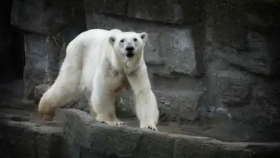 В зоопарке Алматы умер прибывший из Праги медведь