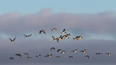 В Казахстане ужесточат наблюдения за птицами, создащими препятствия для полетом воздушных судов, фото - Новости Zakon.kz от 24.05.2024 11:57