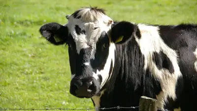 В Карагандинской области бруцеллез выявили у коров сразу в восьми селах 