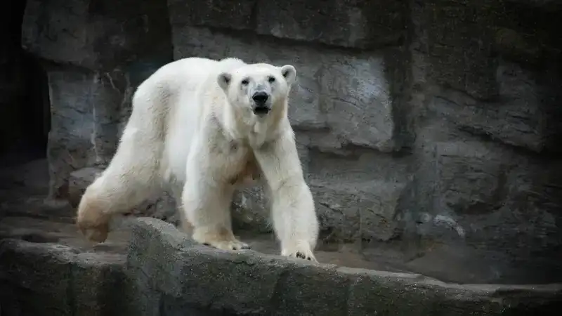 В зоопарке Алматы рассказали, от чего умер прибывший из Праги медведь Том