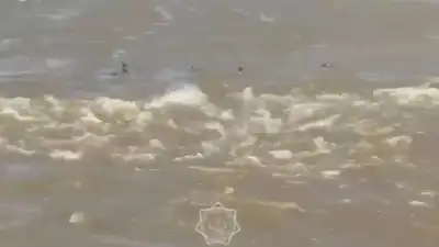 лошадей спасли из потока воды, фото - Новости Zakon.kz от 25.05.2024 13:29