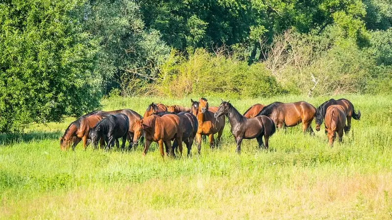 Почти год искали жеребцов в Жетысуской области