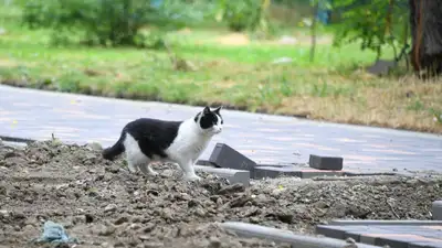 Бродячие животные, бродячие животные, бездомные животные, бродячие кошки, фото - Новости Zakon.kz от 16.08.2024 23:58