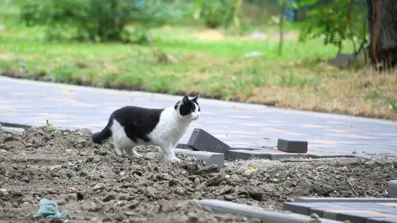 Мужчине в Жамбылской области вернули кошку