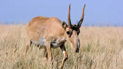 Сайгак, сайгаки, сайга, фото - Новости Zakon.kz от 26.07.2024 14:57