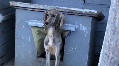 Тазы, казахская порода, собака , фото - Новости Zakon.kz от 02.11.2024 07:27