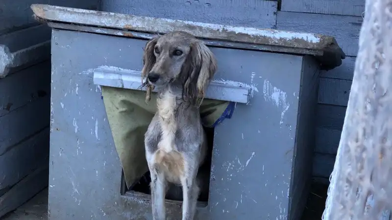 Видео с издевательствами над животным из Актюбинской области шокировало казахстанцев
