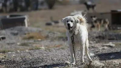 Собаки, собака, бездомные животные, бездомные собаки, бродячие собаки, приют для бездомных животных, фото - Новости Zakon.kz от 08.02.2025 10:37
