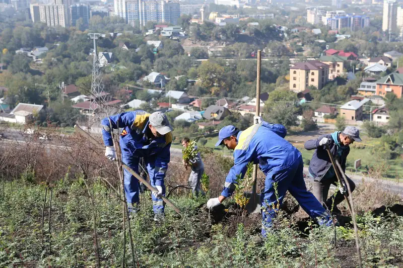Что изменилось в правилах содержания и защиты зеленых насаждений