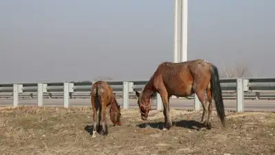 Лошадь, истощенная лошадь, больная лошадь, фото - Новости Zakon.kz от 07.06.2024 12:23