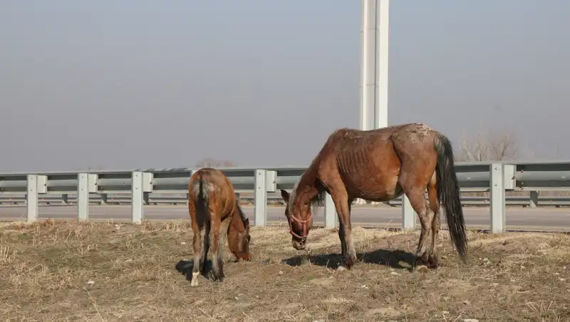 Возмещение вреда сельчанам за павших животных во время паводков: внесены изменения
