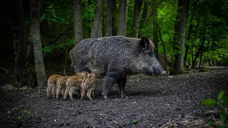 Кабанов с детенышами в естественной среде удалось заснять в Капчагайском лесничестве