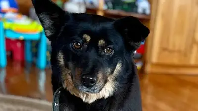 Приют, фото - Новости Zakon.kz от 28.05.2024 05:26