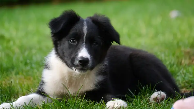 Спасение щенка из колодца в Семее попало на видео