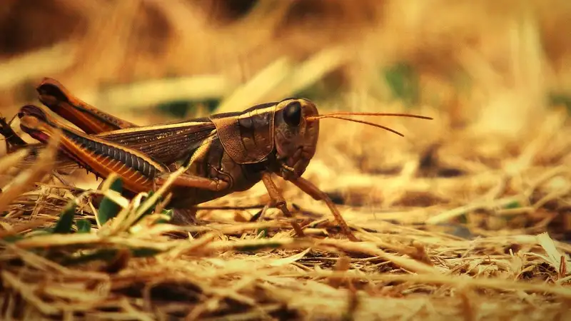 Неблагоприятный прогноз по саранче озвучили в Минсельхозе Казахстана