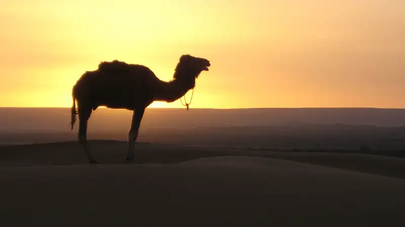 Зоопарк Шымкента выступил с заявлением о двойной радости