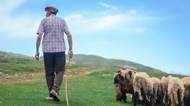 Таинственно пропавшего пастуха в Акмолинской области нашли мертвым