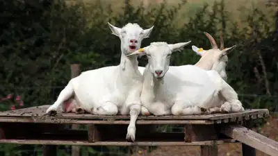 Оценку племенных козлов будут проводить в Казахстане, фото - Новости Zakon.kz от 30.05.2024 16:26