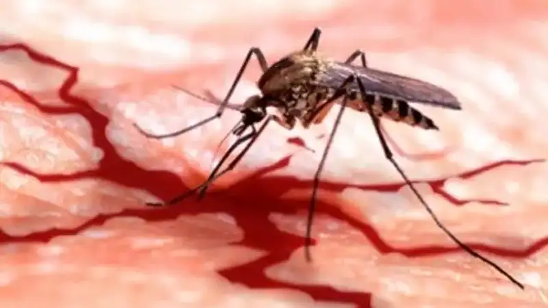 Туристов предостерегли от поездок на Мальдивы