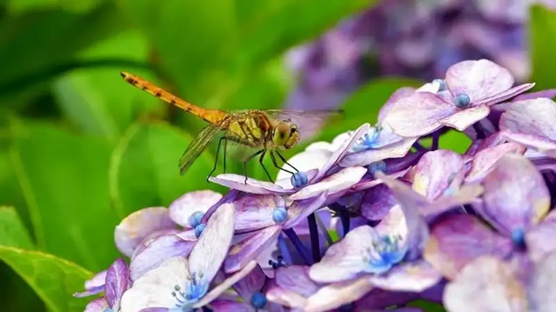 Жара +36 и заморозки до -3: какая погода ожидает казахстанцев 1 июня
