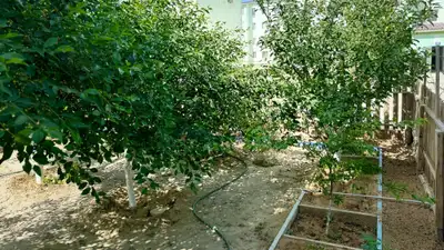 В рамках экологической акции "Таза Қазақстан", фото - Новости Zakon.kz от 31.05.2024 16:43