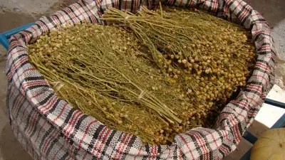 гармала (адыраспан), фото - Новости Zakon.kz от 01.06.2024 13:30