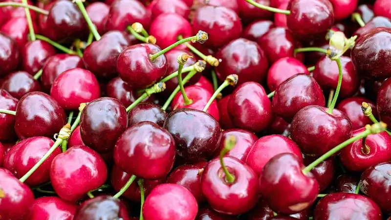 Зараженную черешню хотели провезти из Кыргызстана в РФ через Казахстан