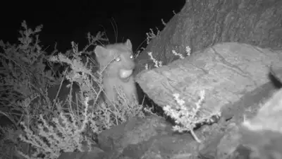 Редкая куница попалась на краже яиц в Чарыне, фото - Новости Zakon.kz от 03.06.2024 15:16