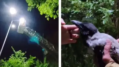 спасатели помогли вороне, фото - Новости Zakon.kz от 04.06.2024 23:45