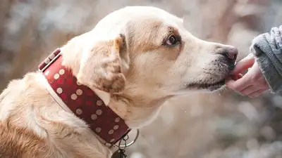 Марихуана, фото - Новости Zakon.kz от 05.06.2024 03:30