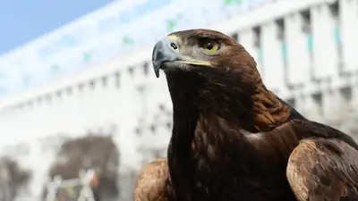 5 Июня – День эколога: история праздника и кто стоит на защите природы в Казахстане, фото - Новости Zakon.kz от 05.06.2024 09:28