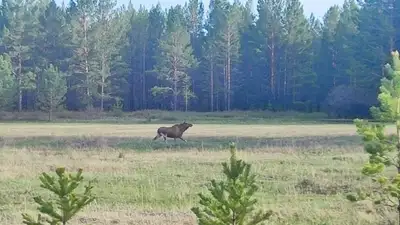 В природном ререзвате Ертис орманы запретят вырубку деревьев до 2029 года, фото - Новости Zakon.kz от 04.06.2024 16:07